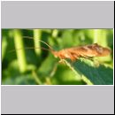 Trichoptera sp - Koecherfliege 01b.jpg